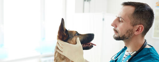 Dog yeast infection treatment uk clearance